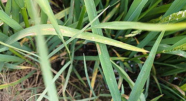 Çeltik Üretiminde İkinci Sırada Olan Samsun Üreticisinin Dikkatine!