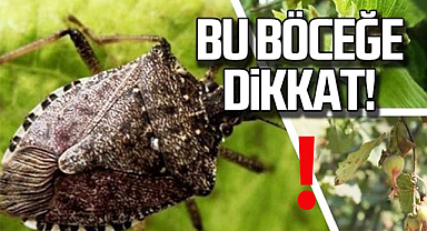 Kahverengi Kokarca Samsun'a nereden geldi? bilgilendirme toplantısında anlatıldı! 