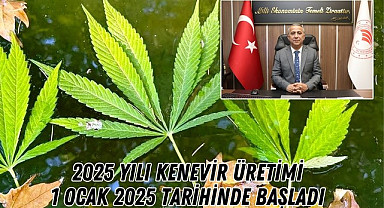 Samsun'da 2025 Yılı Kenevir Üretimi 1 Ocak'ta Başladı