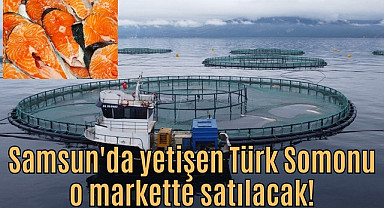 Samsun'da yetişen Türk Somonu o markette satılacak!