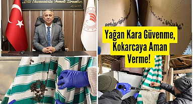 Samsun'da tehlike geçmiş değil! Kahverengi Kokarca'da Cezbet Öldür Yöntemi