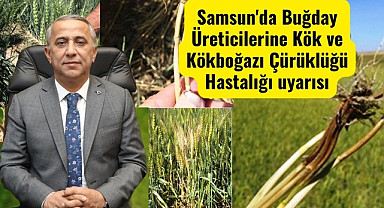 Samsun'da Buğday Üreticilerine Kök ve Kökboğazı Çürüklüğü Hastalığı uyarısı