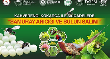 Samsun'da Samuray Arıcığı ve Sülünlerle Biyolojik Mücadele Başlıyor