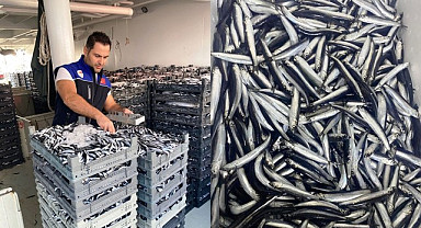 Samsun'da Hamsi Avcılığı Denetimleri Devam Ediyor