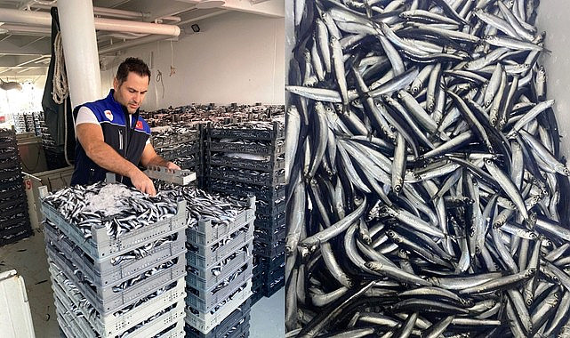 Samsun'da Hamsi Avcılığı Denetimleri Devam Ediyor