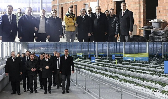 BAFRA SERA OTB’DE TOPRAKSIZ ÇİLEK ÜRETİMİ