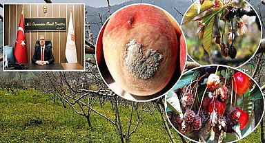 Sert Çekirdekli Meyvelerde İlaçlama Zamanı Geldi!