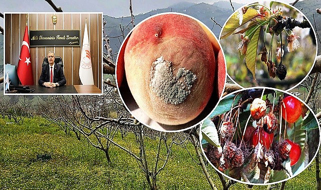 Sert Çekirdekli Meyvelerde İlaçlama Zamanı Geldi!