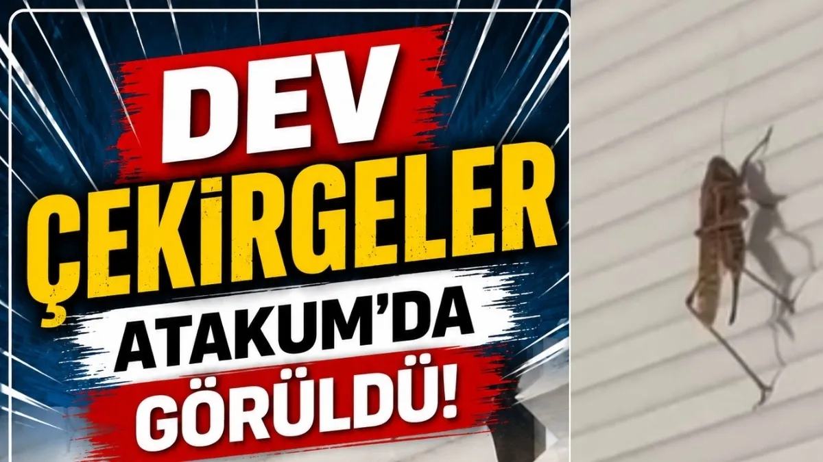 Atakum'da dev çekirge şaşkınlığı! Cep telefonu kamerasına yansıdı