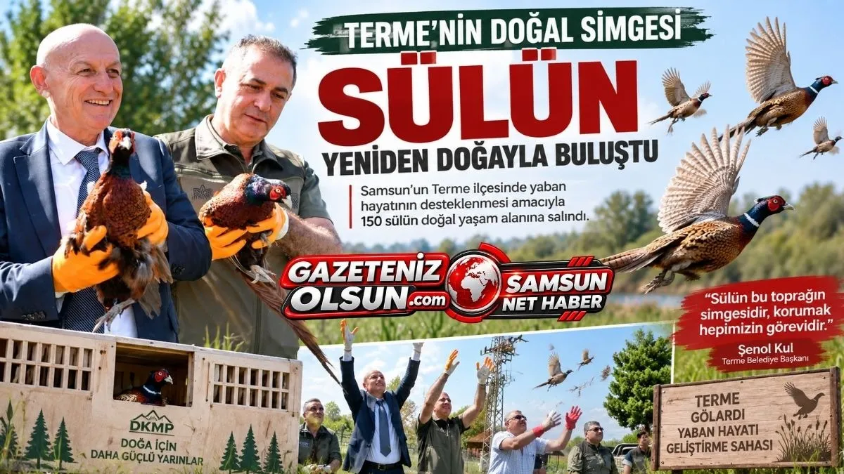 Terme’de Sülün Sevinci! 150 Sülün Doğal Yaşam Alanına Bırakıldı