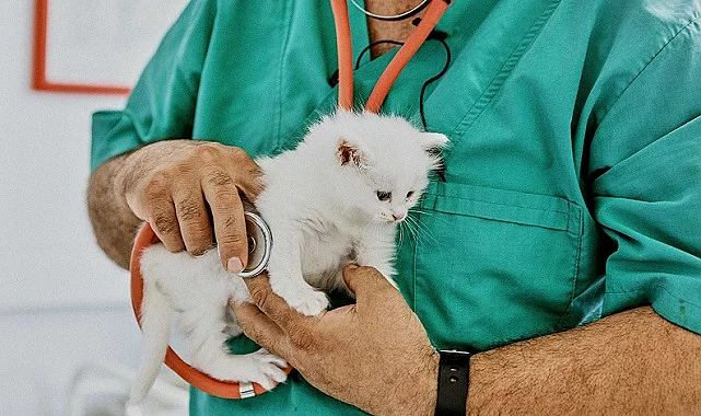 ING'den evcil hayvanlar için Turuncu Patiler Sigortası
