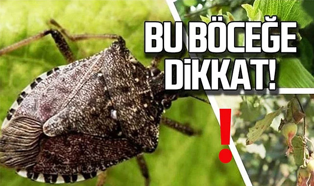 Kahverengi Kokarca Samsun'a nereden geldi? bilgilendirme toplantısında anlatıldı! 