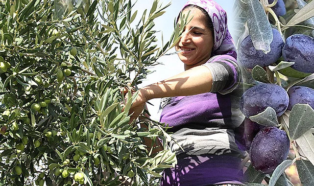 Türkiye’nin sofralık zeytin ihracatı 184 milyon 510 bin dolar oldu