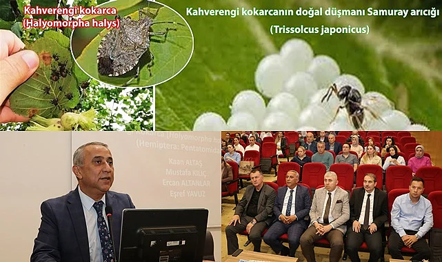 Samsun'da Kahverengi Kokarca Bilgilendirme Toplantısı Yapıldı