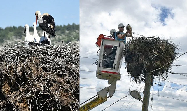 Sinop’ta Leylek Yavruları Halkalama Yöntemiyle İzleniyor
