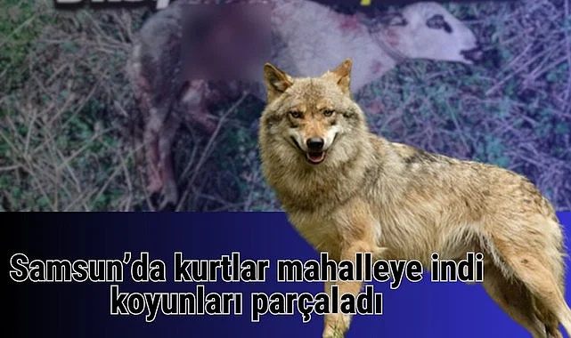 Samsun Atakum'da kurtlar mahalleye indi koyunları parçaladı