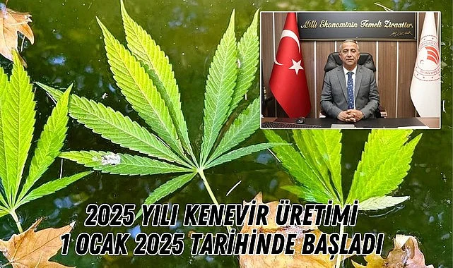 Samsun'da 2025 Yılı Kenevir Üretimi 1 Ocak'ta Başladı