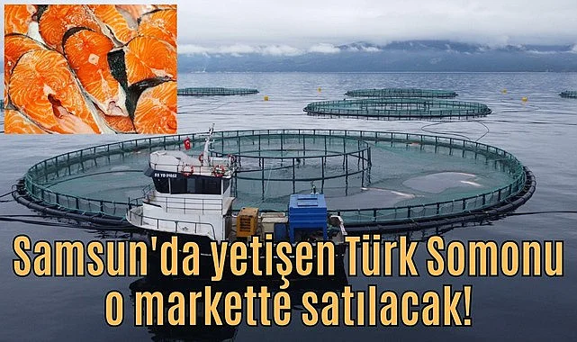Samsun'da yetişen Türk Somonu o markette satılacak!