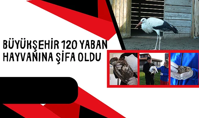Büyükşehir 120 yaban hayvanına şifa oldu
