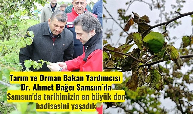 Tarım Bakan Yardımcısı Bağcı Samsun'daki don hasarını yerinde inceledi