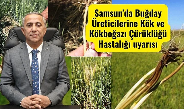 Samsun'da Buğday Üreticilerine Kök ve Kökboğazı Çürüklüğü Hastalığı uyarısı
