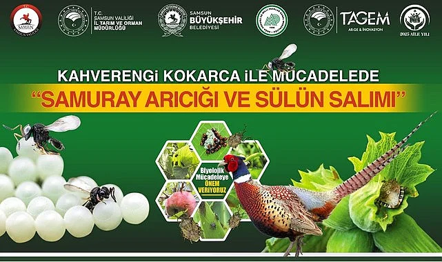 Samsun'da Samuray Arıcığı ve Sülünlerle Biyolojik Mücadele Başlıyor