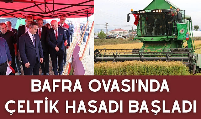 Bafra Ovası'nda Çeltik Hasadı Başladı