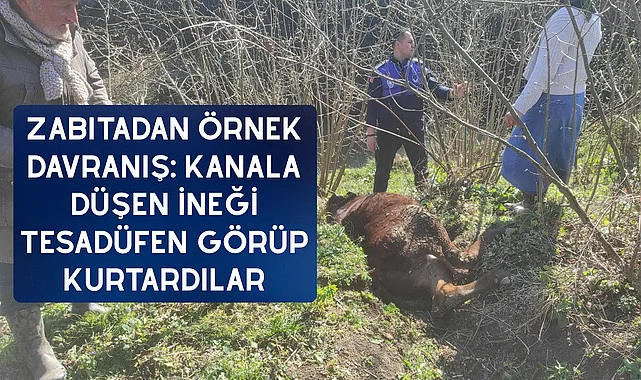Zabıtadan örnek davranış: Kanala düşen ineği tesadüfen görüp kurtardılar