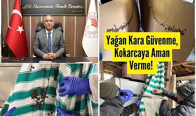 Samsun'da tehlike geçmiş değil! Kahverengi Kokarca'da Cezbet Öldür Yöntemi