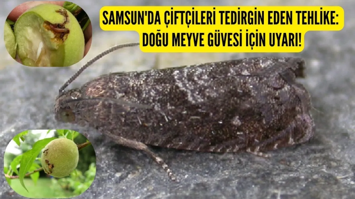 SAMSUN'DA ÇİFTÇİLERİ TEDİRGİN EDEN TEHLİKE: DOĞU MEYVE GÜVESİ İÇİN UYARI!